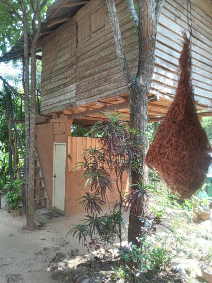 Apartament Angry Birds Tree House Habarana Zewnętrze zdjęcie