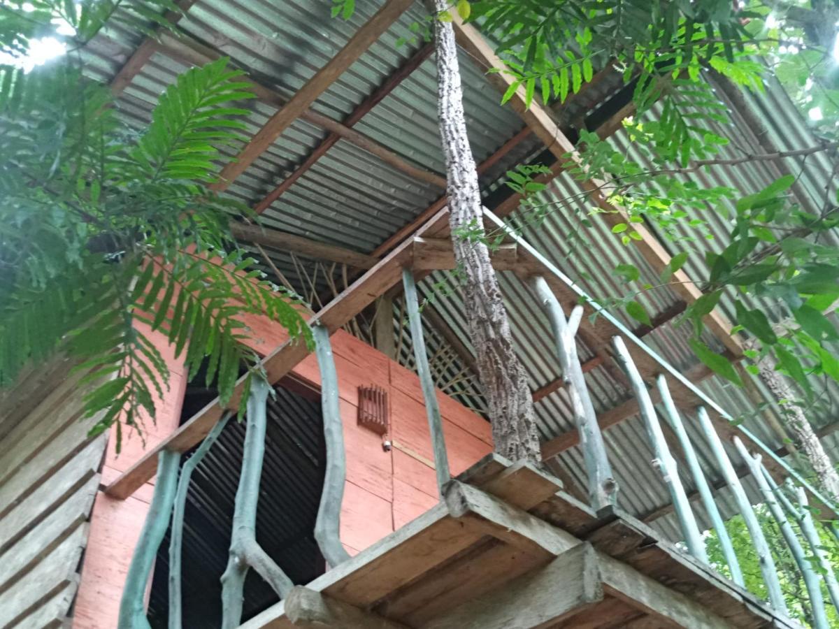 Apartament Angry Birds Tree House Habarana Zewnętrze zdjęcie
